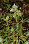 Silver nailwort